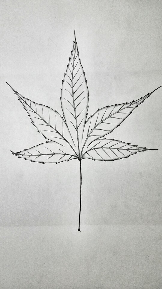 540x960 Maple Leaf Sketch By Pepsigidy - Maple Leaf Sketch