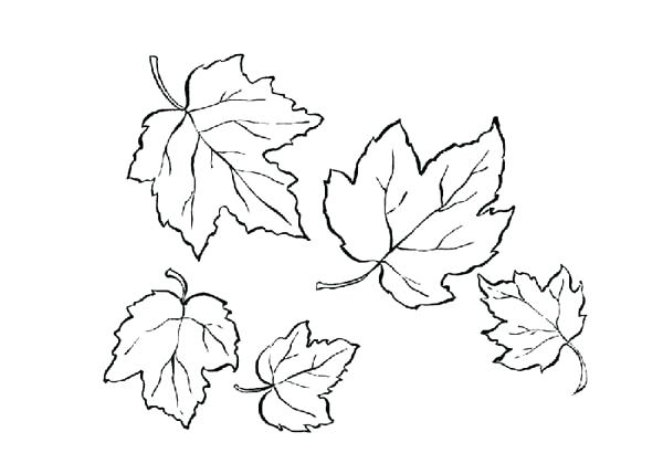 600x429 Maple Leaves Coloring Pages 2466605 - Maple Leaf Sketch