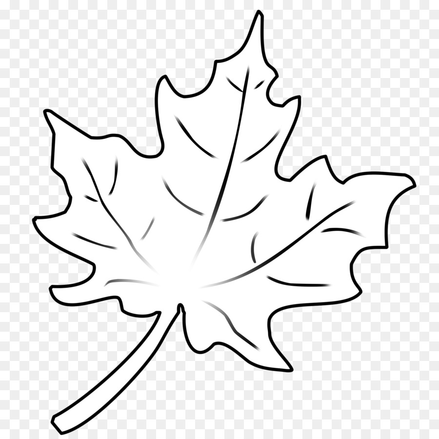 900x900 Drawing Line Art Leaf Sketch - Maple Leaf Sketch