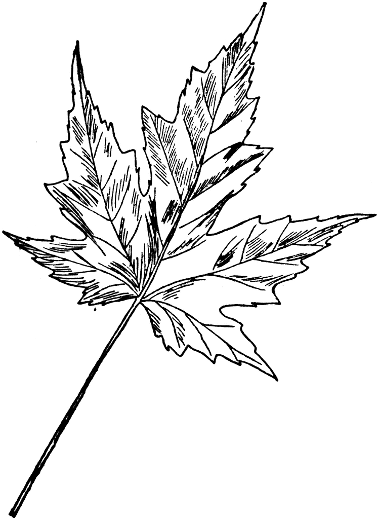 747x1024 Silver Maple Clipart Etc - Maple Leaf Sketch
