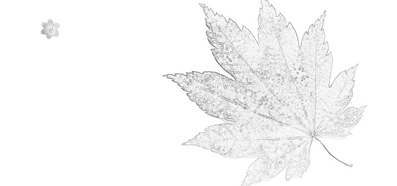800x375 Sketch Maple Leaf Background, Time, Sketch, Years Background Image - Maple Leaf Sketch