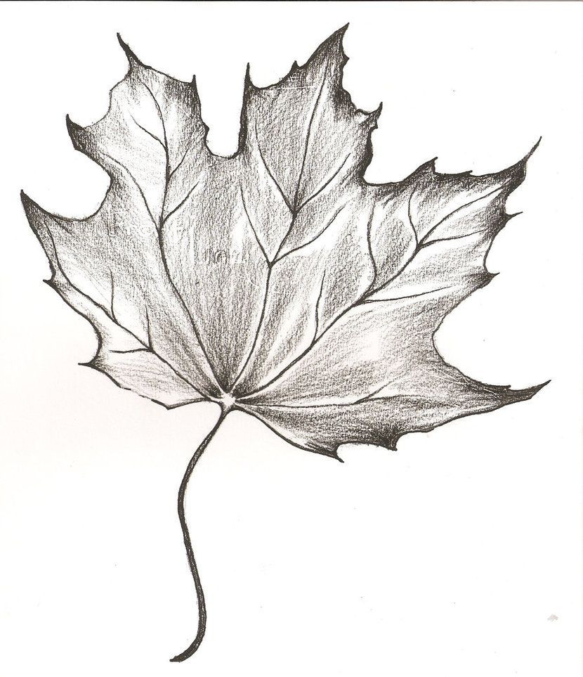 Featured image of post Maple Leaf Beginner Easy Colored Pencil Drawings - How to draw maple leaves learn how to draw cute chibi kawaii pokemon characters with easy step by step drawing tutorial for kids and beginners.