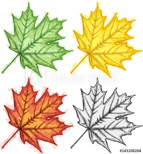 465x500 Maple Leaf Sketch 1 (Cs4) - Maple Leaf Sketch