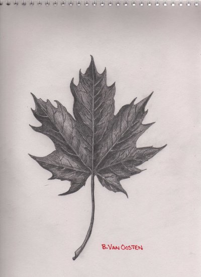 400x550 Maple Leaf Sketch - Maple Leaf Sketch