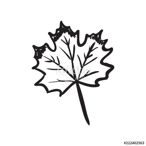 500x500 Hand Drawn Maple Leaf. Black Outline Sketch On White. Stock Image - Maple Leaf Sketch