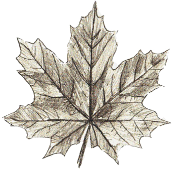 350x337 How To Draw Maple Leaves - Maple Leaf Sketch