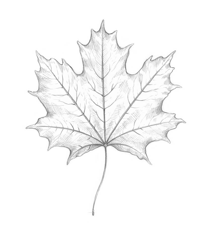 850x956 How To Draw A Leaf Step By Step - Maple Sketch