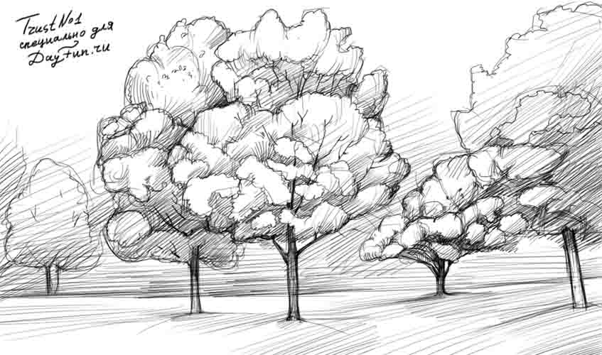 847x500 How To Draw A Maple Tree Step By Step - Maple Sketch