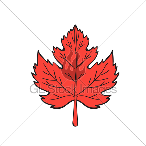 500x500 Maple Leaf Drawing Gl Stock Images - Maple Sketch