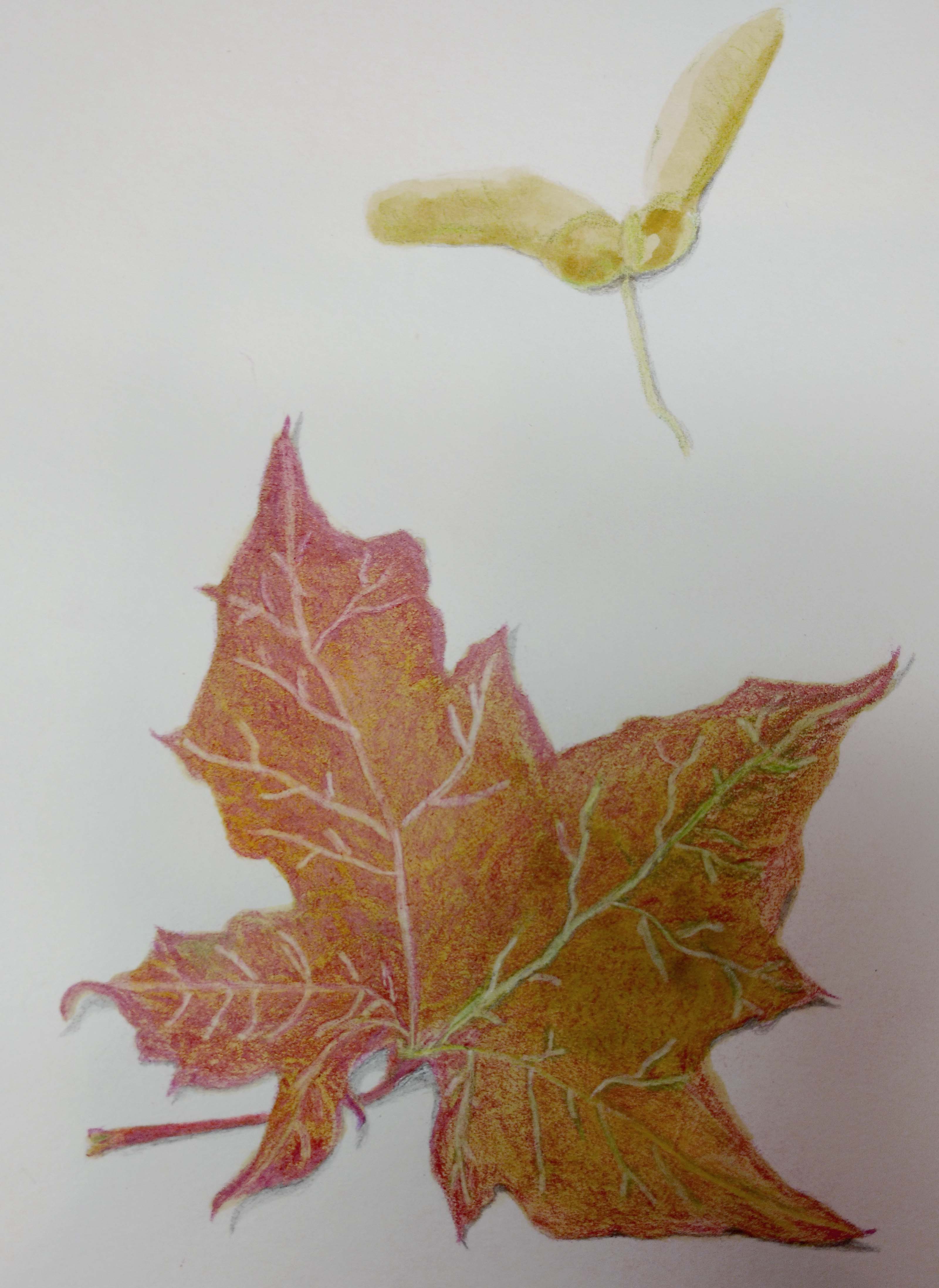 3201x4395 Maple Leaf Sketch Permutations In Fiber - Maple Sketch