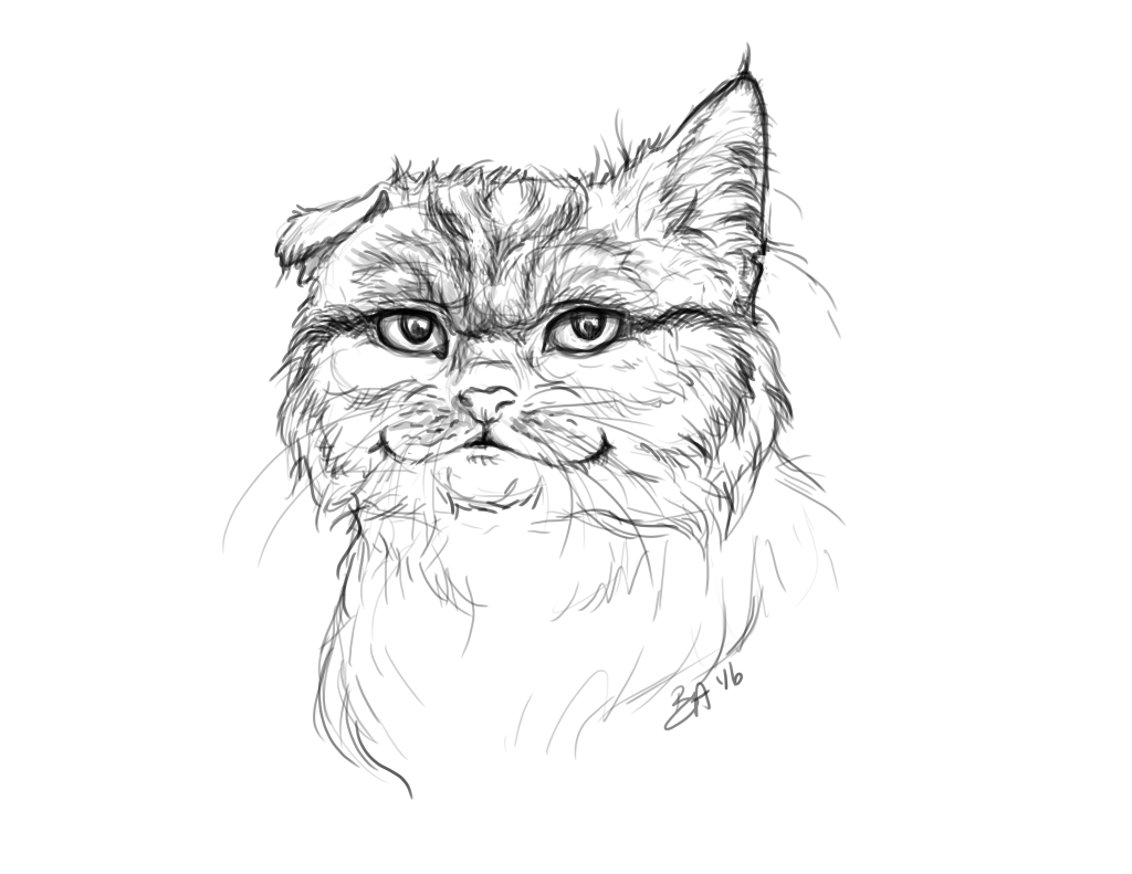 1024x791 Maple Sketch Redwood Area Animal Shelter - Maple Sketch
