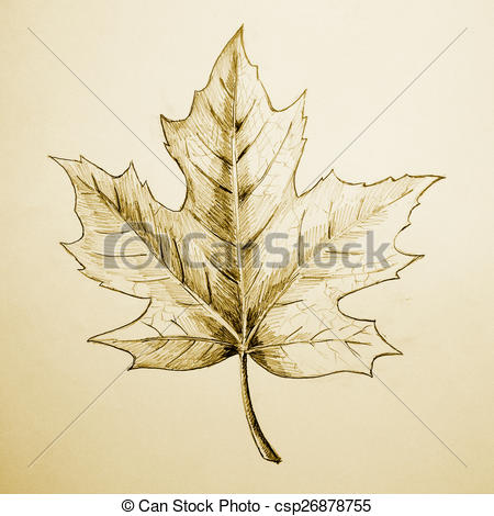 450x470 Maple Leaf Sketch. Sketch Illustration Of A Maple Leaf, Raster - Maple Sketch