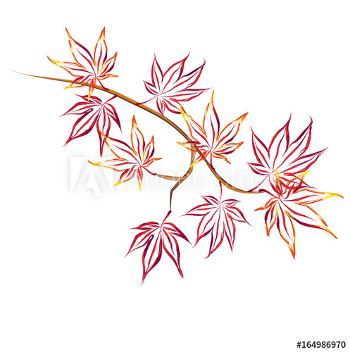 497x500 Autumn Japanese Maple (Acer Palmatum, Fullmoon Maple). Hand Drawn - Maple Sketch