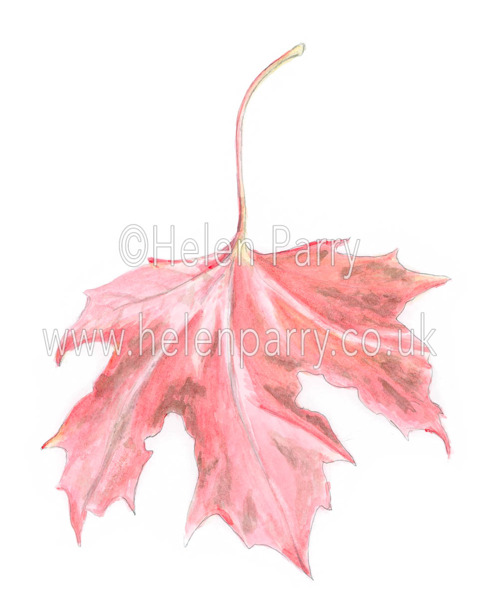 960x1200 Red Maple Leaf Sketch - Maple Sketch