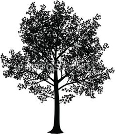 236x274 22 Best Maple Tree Tattoo Ideas Images Coolest - Maple Tree Sketch