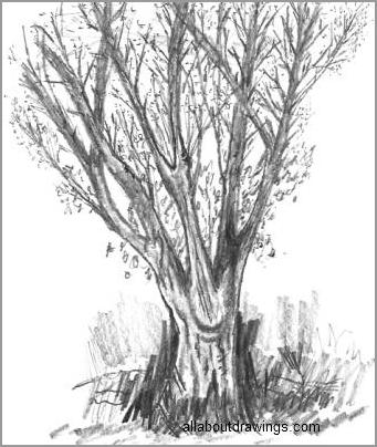 341x404 Easy Tree Sketches - Maple Tree Sketch