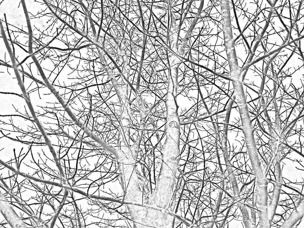 1024x768 Empty Maple Tree Section Pencil Sketch 002 Empty Section - Maple Tree Sketch