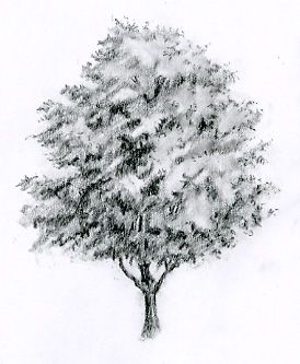 274x333 Graphite Pencil Sketch Of A Maple Tree. Tats - Maple Tree Sketch