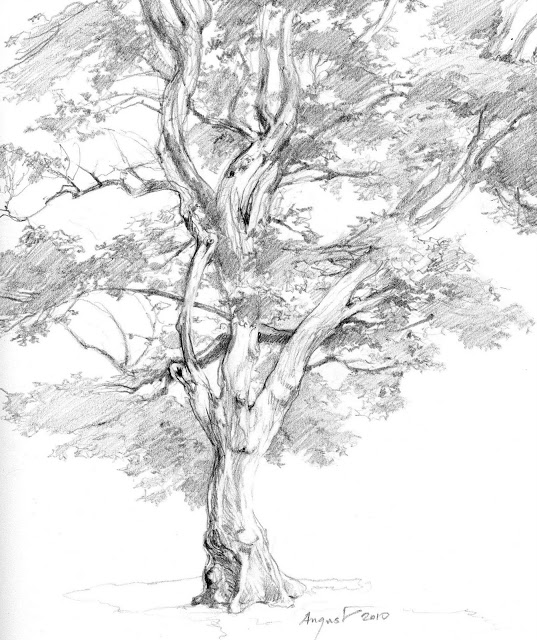 Maple Tree Sketch at PaintingValley.com | Explore collection of Maple ...