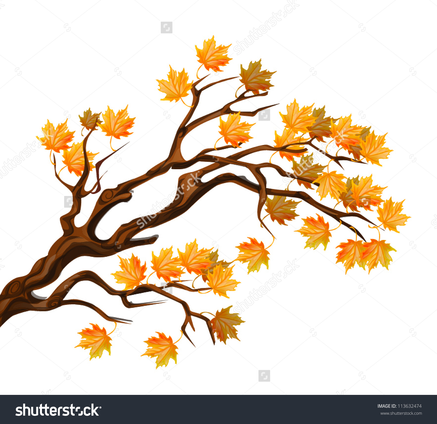 1500x1456 Collection Of Autumn Maple Tree Drawing High Quality, Free - Maple Tree Sketch