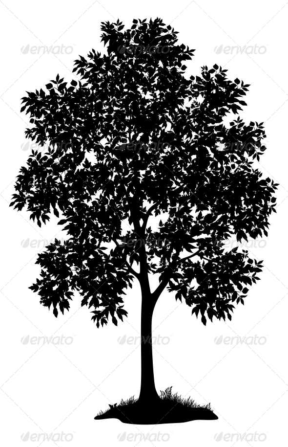 590x914 Maple Tree And Grass, Silhouette By Ok Sana Graphicriver - Maple Tree Sketch