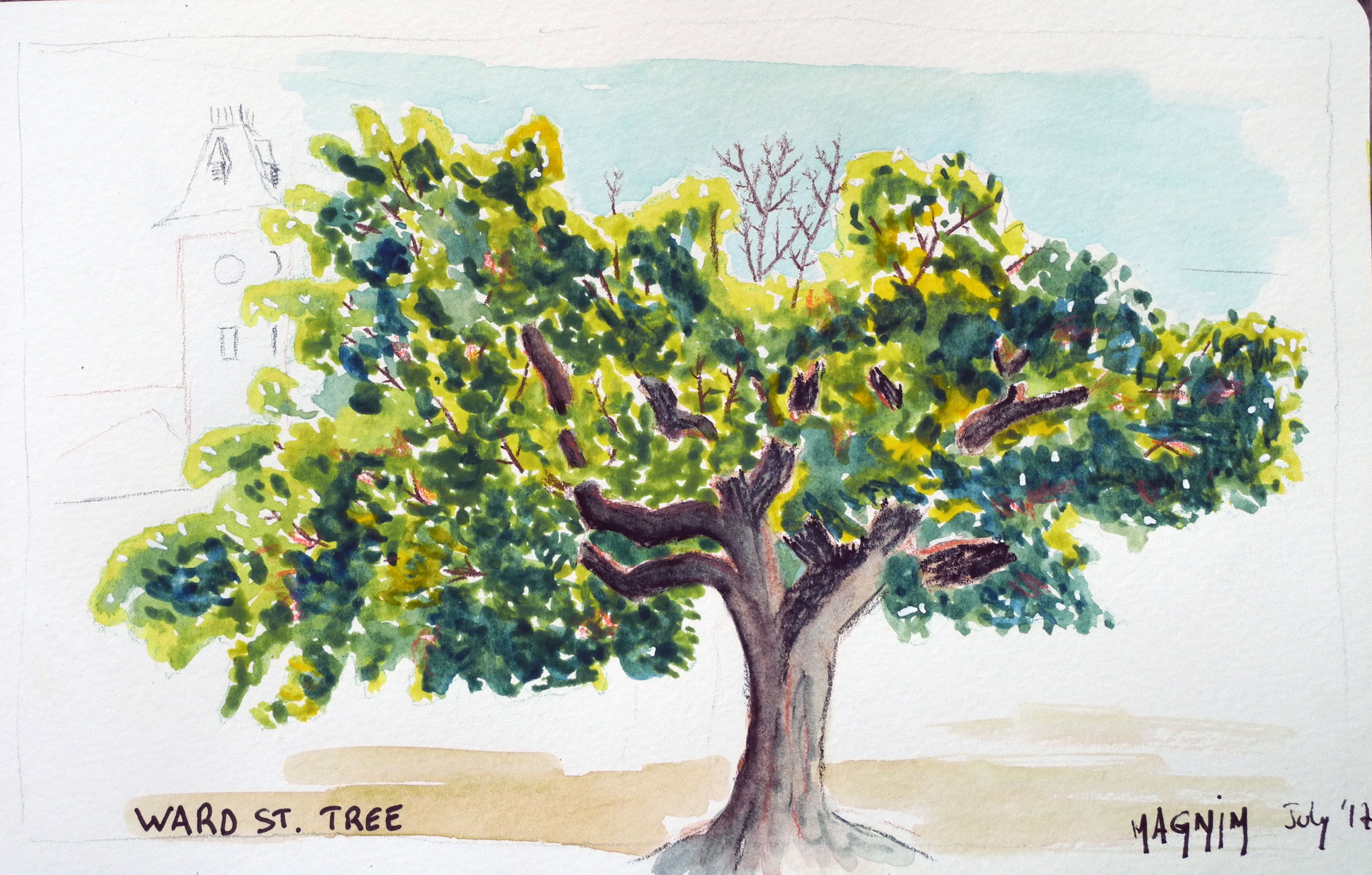 3648x2326 Maple Tree Sketch (Watercolours + Watercolour Pencils) - Maple Tree Sketch