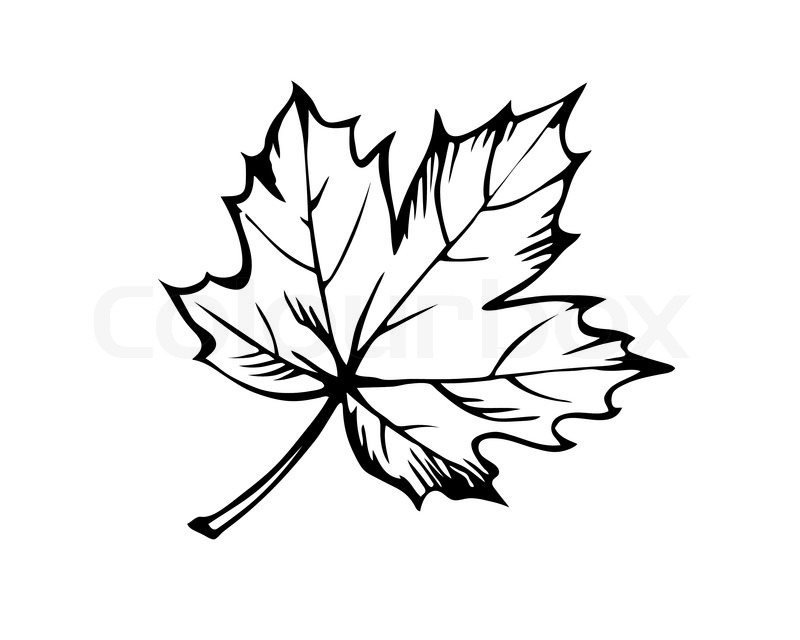800x640 Sketch Of The Sheet Of The Maple On White Background Stock - Maple Tree Sketch