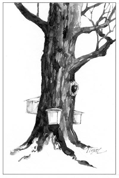 400x598 Can You Take Too Much Sap From A Tree The Outside Story - Maple Tree Sketch