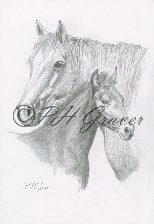 498x723 Haf 27 Mare And Foal Pencil Drawing - Mare And Foal Sketch