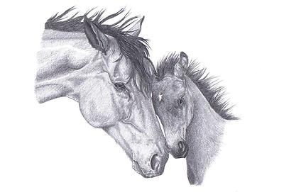 400x271 Mare Amp Foal (1) Horse Pencil Art Drawing Picture Limited Edition - Mare And Foal Sketch