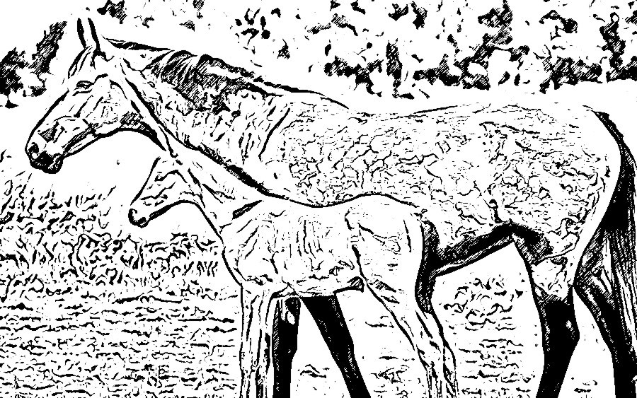 900x563 Mare An Foal Sketch By Enchanted367 - Mare And Foal Sketch