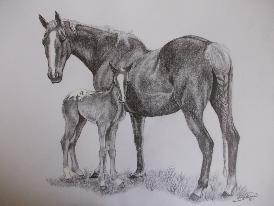 900x675 Mare And Foal By Midestini - Mare And Foal Sketch
