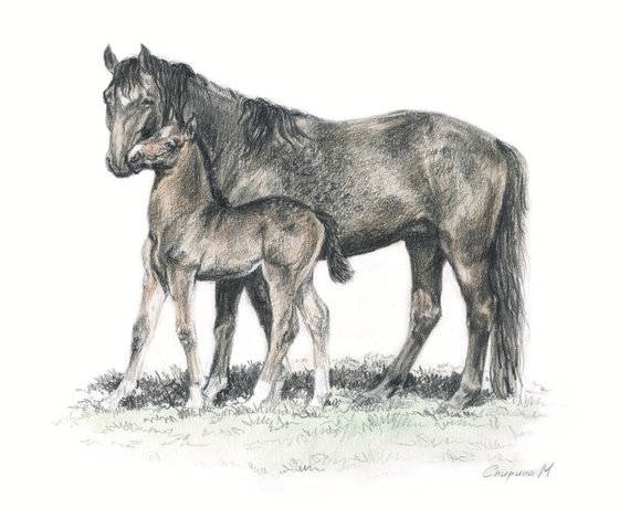 570x470 Mare With Foal Original Graphite Pencil Drawing Horses Etsy - Mare And Foal Sketch