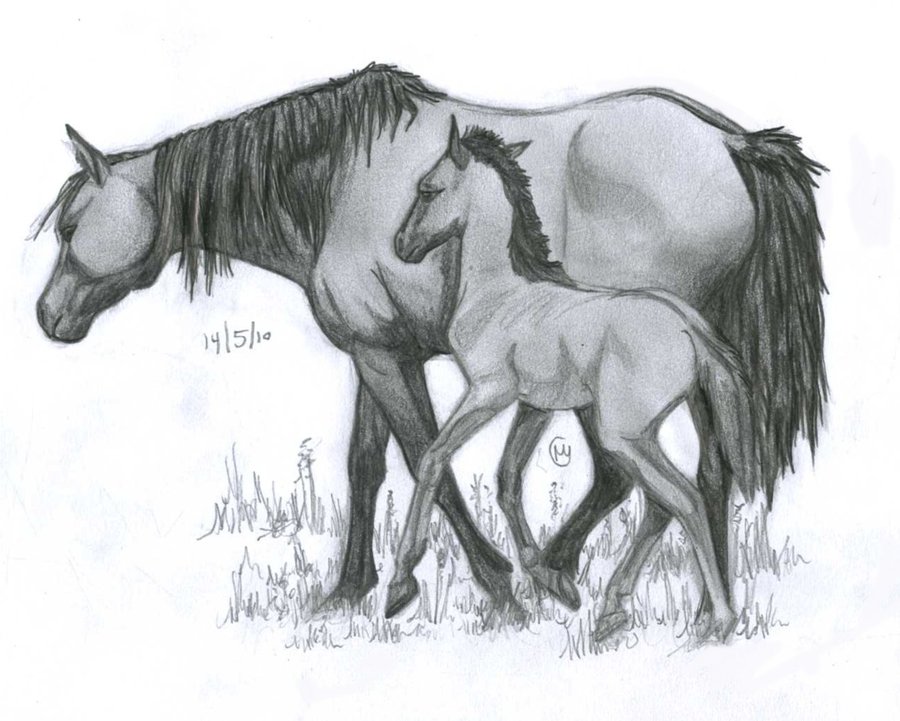 900x721 Mother And Foal By Leedassin - Mare And Foal Sketch