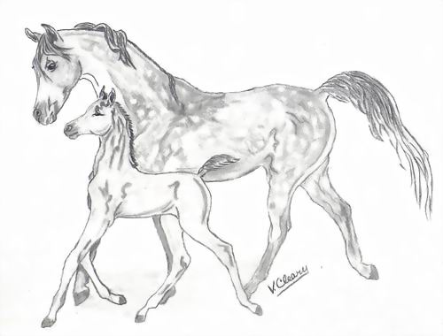 500x380 Morning Work - Mare And Foal Sketch