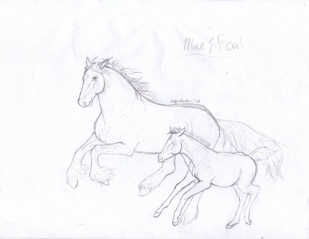 1024x791 Sketch Mare And Foal By Fairybloom28 - Mare And Foal Sketch