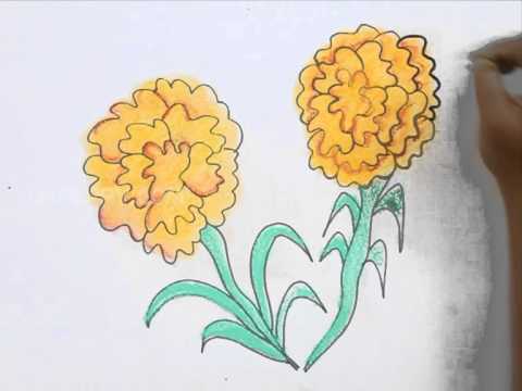 480x360 How To Draw Marigold - Marigold Flower Sketch