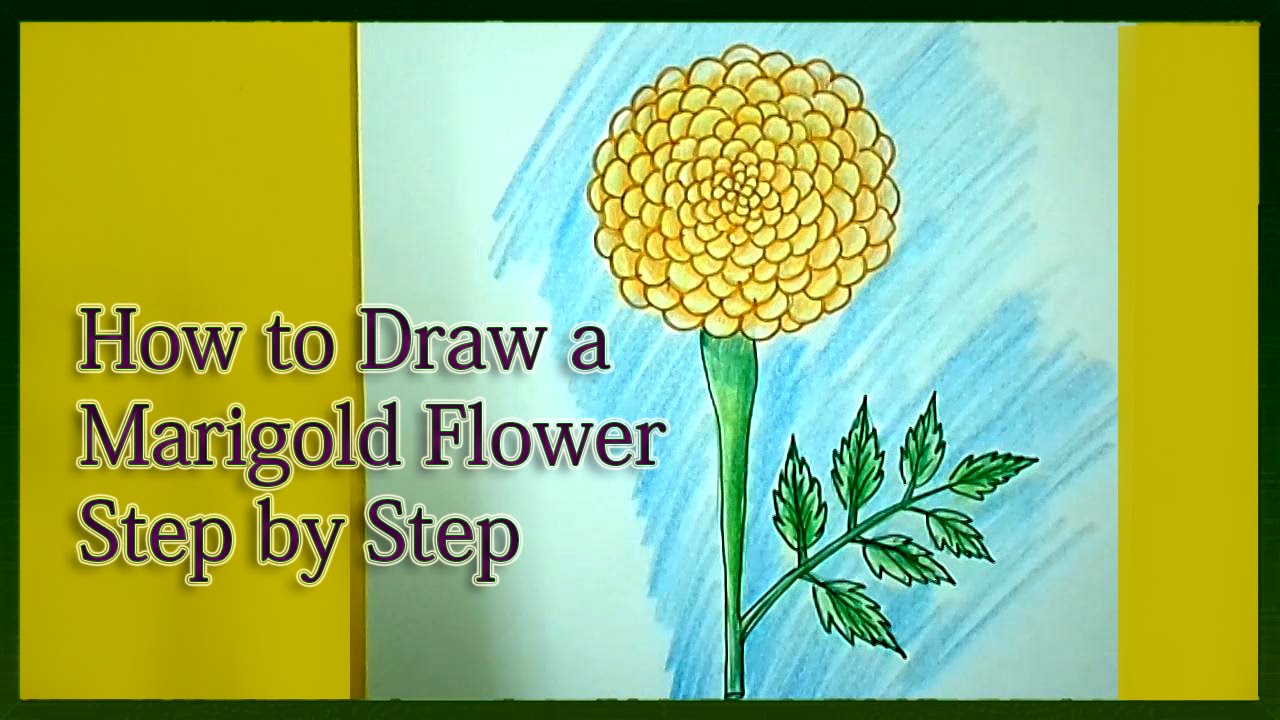 1280x720 How To Draw A Marigold Step By Step - Marigold Flower Sketch
