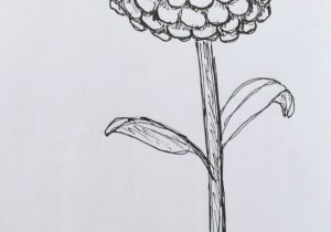 flower: Marigold Flower Drawing Easy For Kids