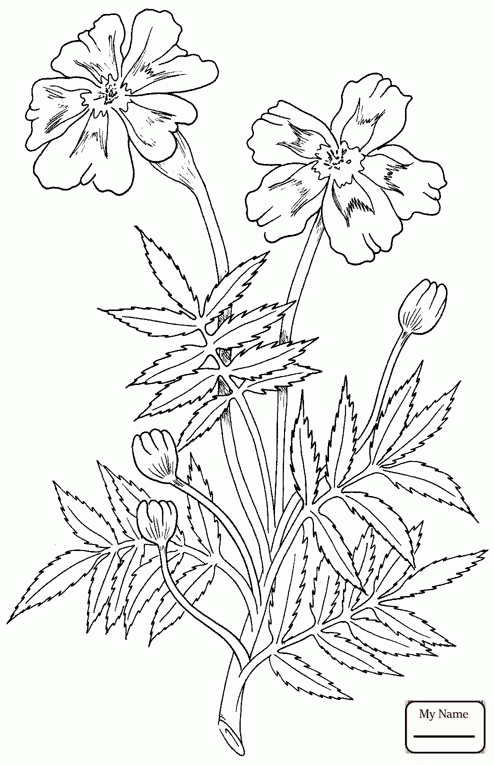 988x1530 Marigold Flower Coloring Pages 2467380 - Marigold Flower Sketch