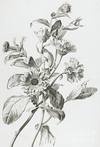 203x300 Marigold Flower Drawings Fine Art America - Marigold Flower Sketch