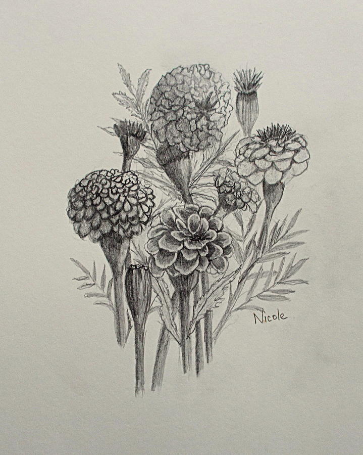 719x900 Marigold Sketch Drawing By Nicole Curreri - Marigold Flower Sketch