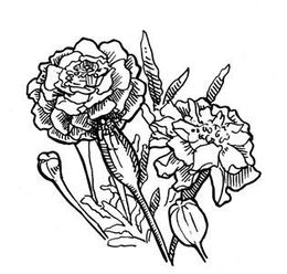 260x248 Marigold Clipart - Marigold Flower Sketch