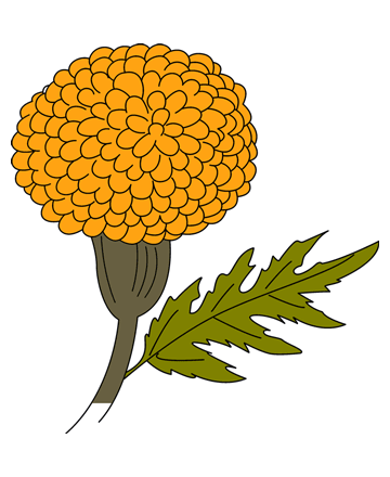 360x440 Marigold Clipart Drawing - Marigold Flower Sketch