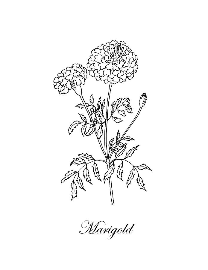 Marigold Flower Sketch at Explore collection of