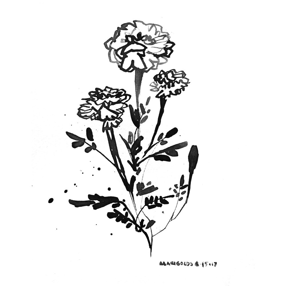 1000x1000 Marigold - Marigold Flower Sketch