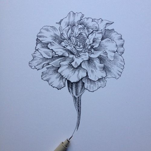 500x500 Marigold Perfection! Tattoo Tattoos, Birth - Marigold Flower Sketch