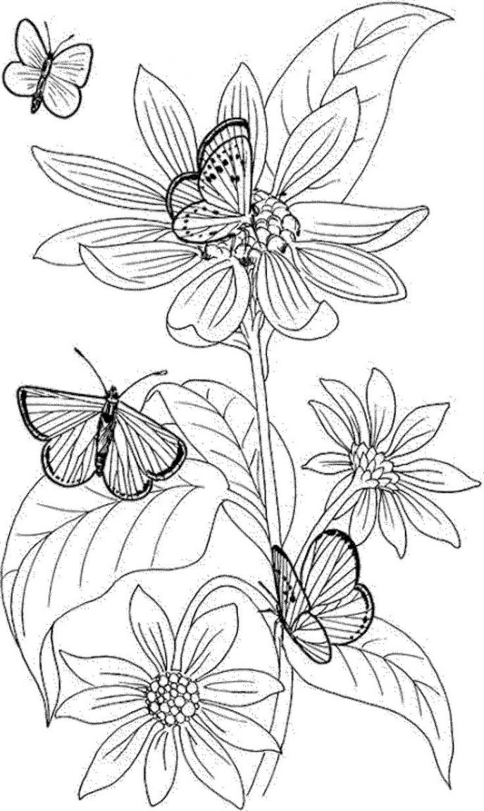 687x1150 Awesome Marigold Flower Coloring Sheet Collection Printable - Marigold Flower Sketch