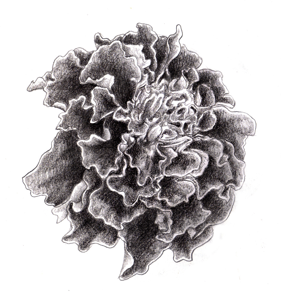 941x1000 Magellin . Blog Marigold Sketch - Marigold Sketch