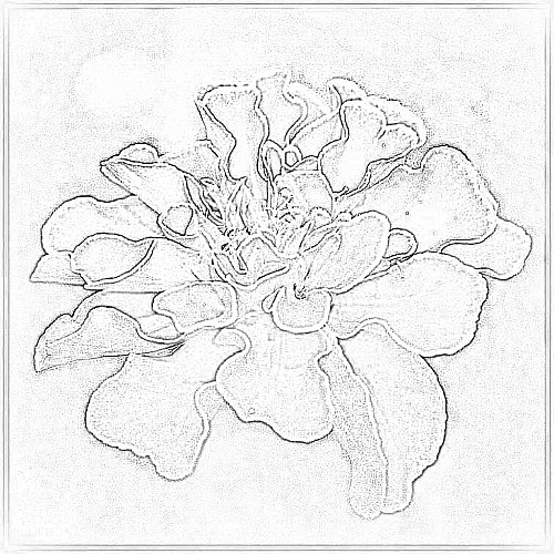 500x500 Marigold Sketch Kimmg - Marigold Sketch